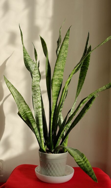The Benefits of Indoor Plants and Tips for Caring for Them at Home