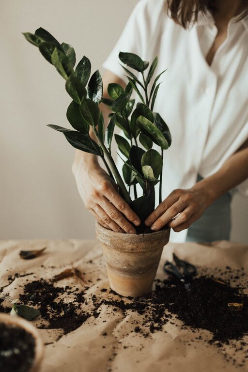 Tips for Maintaining a Healthy Indoor Plant Collection Year-Round